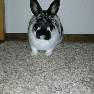 Meet your Posher, Berta